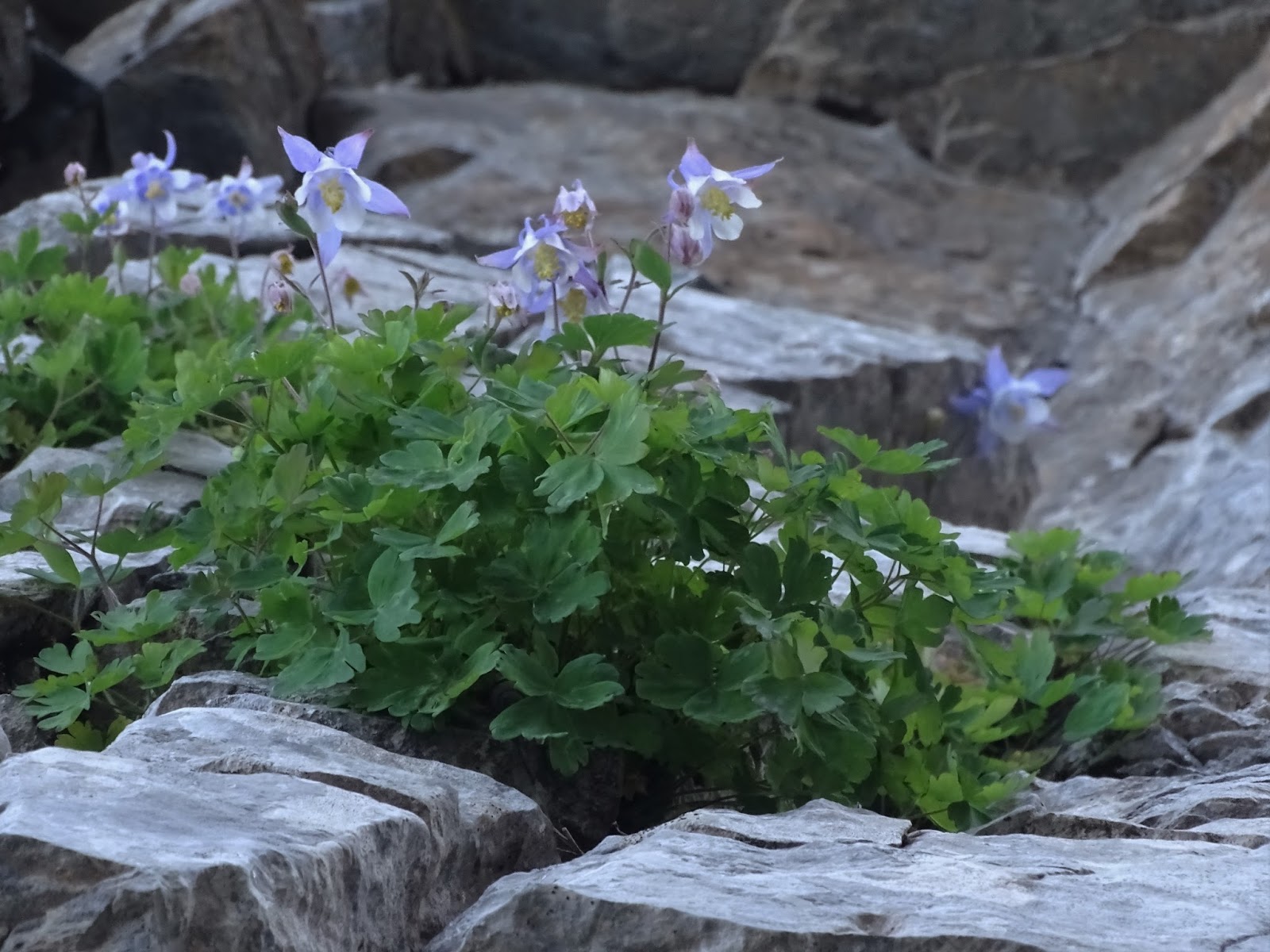 Aquilegia amaliae